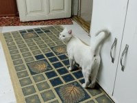 ÜCRETSİZ YAVRU VE ANNE ANKARA KEDİSİ DİŞİ