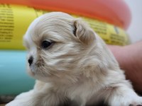 0 Numara Orijinal Safkan Şecereli Shih Tzu Yavruları 3 Erkek