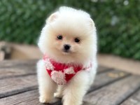 POMERANİAN BOO YAVRULAR