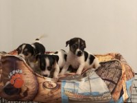 Her renk her desen sıfır boy uygun jack russell