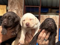 Sevimli Labrador bebeklerimiz