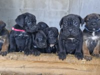 CorsoTürkten Dev Dişi Cane Corso Yavrular
