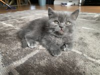 2 Aylık Safkan British Shorthair Yuva Arıyor