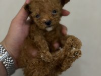 Irkı Nin En Küçüğü Mikro Poodle Yavru