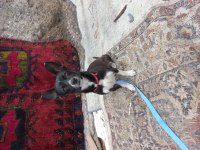 Eğitimli oyuncul pinscher