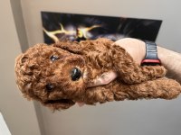 ORJİNAL TOY POODLE RED BROWN KORE KAN