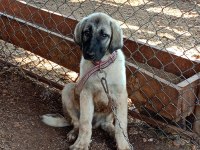 Kaliteli Kangal Yavrusu Dişi