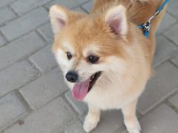 POMERANİAN KÖPEĞİMİZE ÇİFTLEŞTİRMEK İÇİN DİŞİ ARIYORUZ
