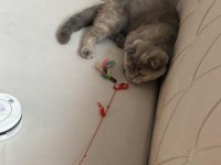 Tüm aşıları tam scottish fold dişi