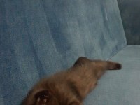Dişi tek kalan yavru scottish fold