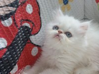 Dişi iran kedisi