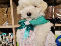 Oyuncu ve çok sevimli maltipoo cinsi yavru