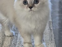 Tatlı minik kedilerim