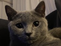 British shorthair kedisi