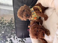 Her aileye uygun toy poodle bebekler