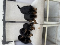 Üst kalite rottweiler