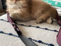 British Longhair Erkek 
