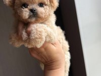 En özel kore maltipoo yavruları