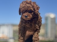 Ankaranın en seçkin redbrown toy poodle ları