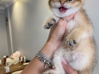 Golden british shorthair ay12 ve ny12 yavrular