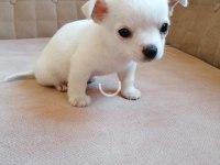 Mini boy kısa bacak şivava sağlık ve ırk garantilidir