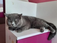 Sahiplendirme british shorthair