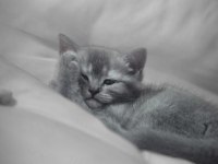 British Shorthair Güzel Kızımız