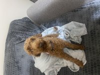 Acil oyuncu poodle oğlum