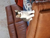 Kedimiz Orhan ve Halime yeni yuva arıyor ücretsiz