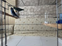 Turkuaz Pied - pied ve taşıyıcı takım forpus