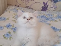 2 Erkek British Longhair Yavru Pet Olarak Sahiplendirilecek