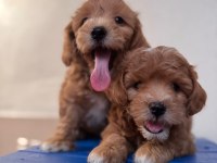 SEVİMLİ MALTİPOO YAVRULARIMIZ