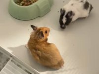 Ücretsiz Yavru Suriye Hamster (Evcil Isırmayan)