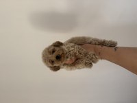 Aşılı Dişi ve erkek Kore Maltipoo yavrular