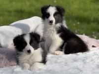 Siyah Beyaz Border Collie Yavrular