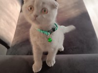 Scottish Fold yavru 3 aylık