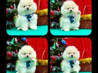 Pomeranian teddy face yavru köpekler