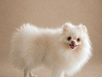 ORİJİNAL POMERANİAN BOO