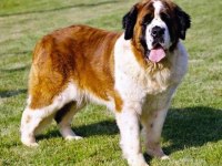 Safkan anne ve babadan st bernard yavrular