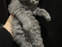 British longhair 1 aylık kedimiz
