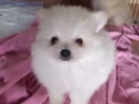 Sağlıklı pomeranian köpekler evinizin neşesi olacaklar