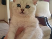 3 erkek ve 1 dişi british shorthair