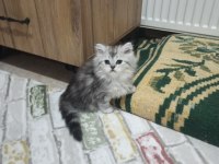 British Shorthair / Longhair Yavrular