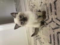 British blue point
