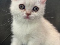 British Longhair 3 aylık dişi