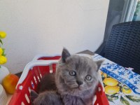 British Shorthair 2 Aylı 1 Tane Dişi