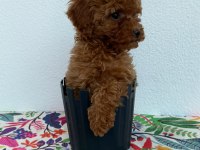A Scrli̇ Ev Üreti̇mi̇ Toy Poodle Yavrularimiz