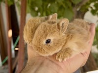 Karamel Ve Beyaz Netherland Dwarf Tavşan