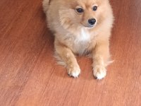 Pomeranian 3 yaşında eğitimli