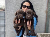 Labrador yavrularım sağlık ve ırk garantilidir